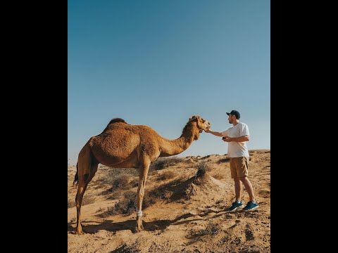 صوت الحمل Camel Sound تعرف على صوت الجمل