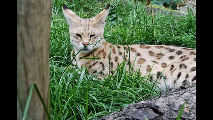 Watch the video about Savannah F1 et F2