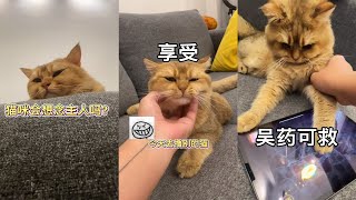 【PuPu噗噗】猫咪会想念主人吗