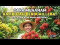 Cara Menanam Rambutan Agar Cepat Berbuah Lebat bagi pemula