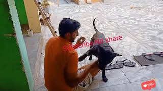 Black Dodo Apbt Welp Import Son Of Arnold Dodo Blood