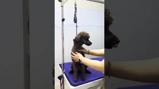 Dog Grooming Loop Safety: Essential Tips for Every Groomer