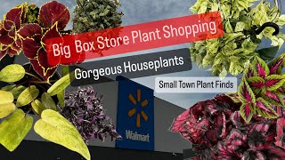 Big Box Store Plant Shopping Walmart Small Town Massive Houseplant Selection Costa Farms Plant Finds