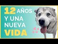 Le Cambió la Vida a este Husky de 12 años