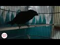 Burung Srigunting Gacor Jeketuteng Mp3 - Mp4 Download