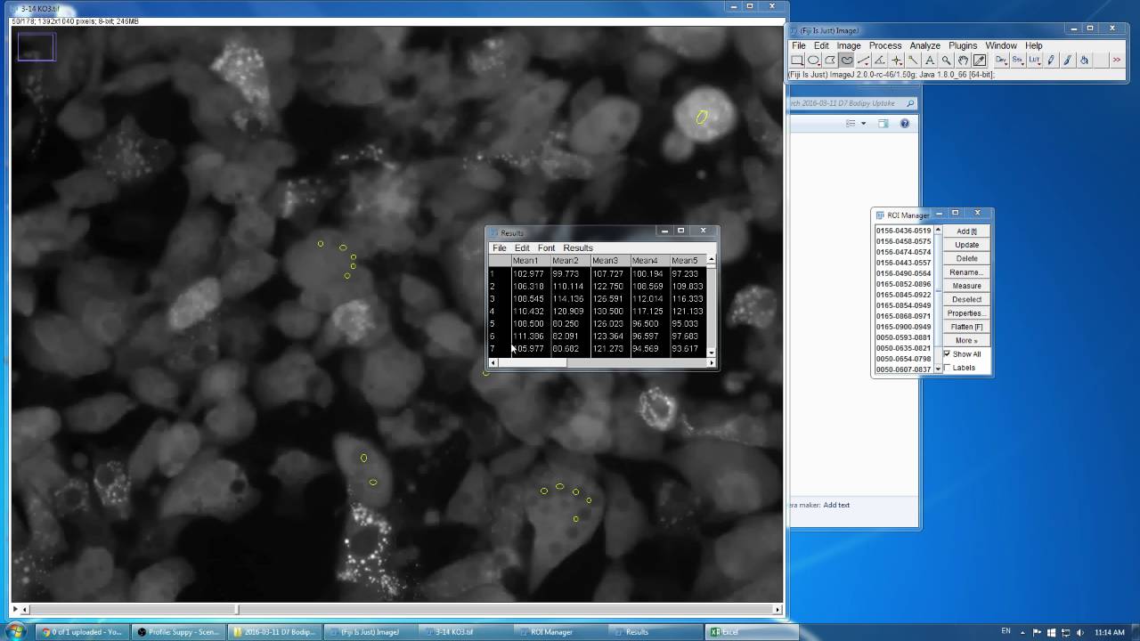 Imagej How To Measure Mean Fluorescence Intensity Over Timelapse Image Stack Condensed