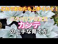 【多肉植物】これをやったら、上手に育てれるようになりました！