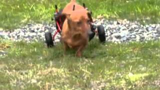 dog wheelchairs by k9carts