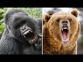 गोरिला विरुद्ध भूरे भालू की लड़ाई में कोन जीतेगा Gorilla Vs Grizzly Bear – Who Would Win A Fight?