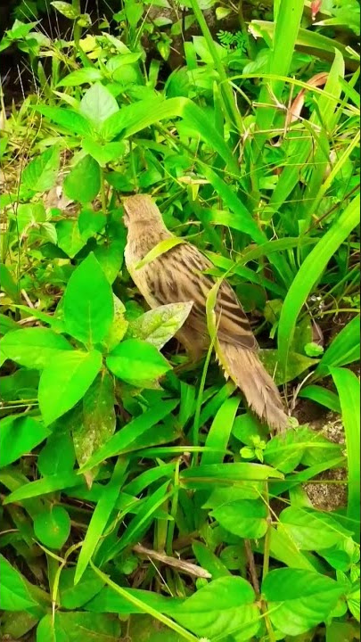 Burung cucak koreng A #shortsvideo #shorts #viral #subscribe #trending #bubupatiand