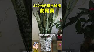 100分的風水綠植-虎尾蘭#家庭养花 #园艺