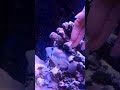 My saltwater fish let&#39;s me pet him and he loves it!