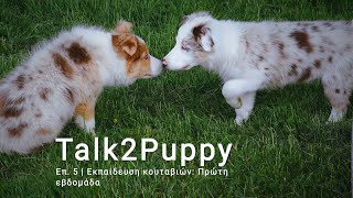 Puppy Training: First week behaviors | Talk2Puppy Ep. 5