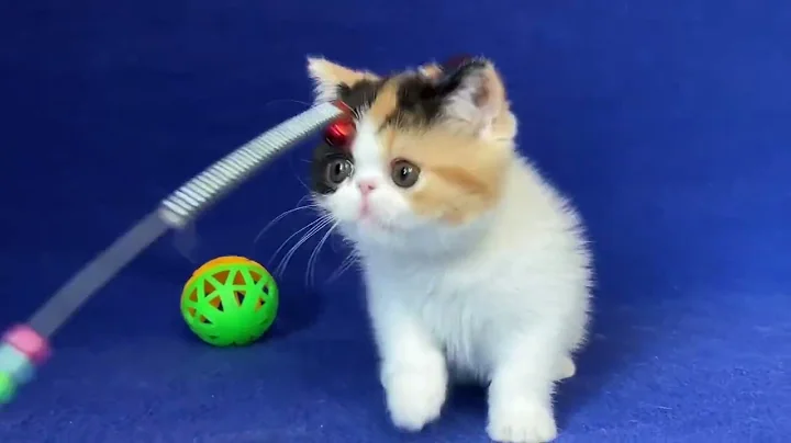 Video 4368731: calico exotic shorthair kitten, exotic shorthair calico female, exotic shorthair cattery