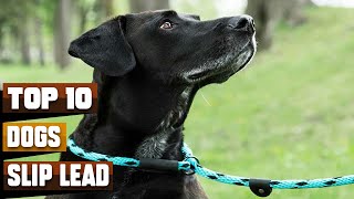 Best Slip Lead for Dog In 2024 - Top 10 Slip Lead for Dogs Review