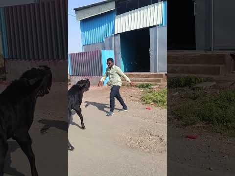 सोलापूर शहरात एका बोकडाच्या व्हिडिओ पहा नक्की बोकड ने कसे केले पहा