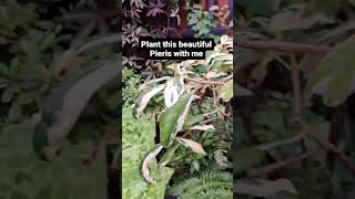 beautiful Pieris japonica Passion from @hilliergardencentres one of my favourite garden Tips