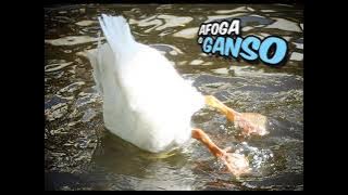 Afoga o Ganso