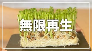 304日間「豆苗」を再生させ続けたら色んなものが収穫できた。/ How to grow peas from store bought pea shoots