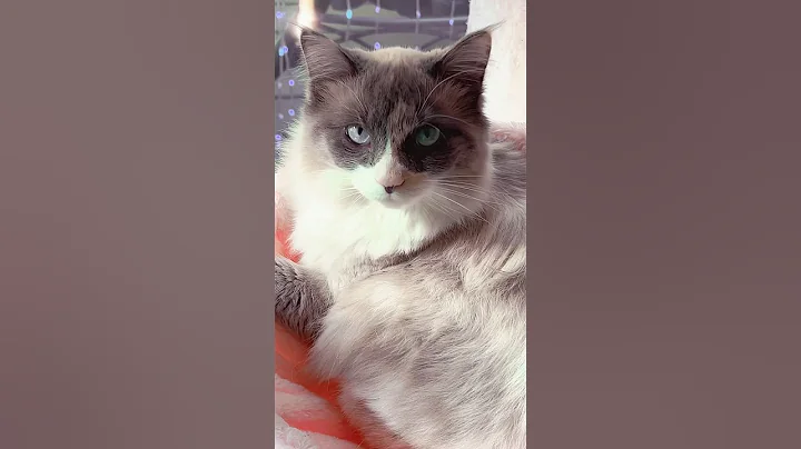 Watch the video about Pretty kitty Cindel enjoying her basket. 🥹 #ragdoll #cute #cat