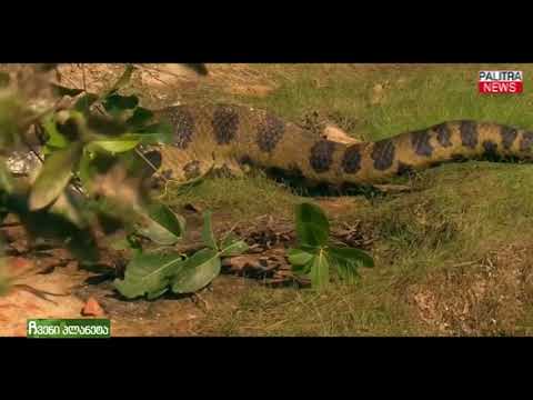 ჩვენი პლანეტა - ანაკონდა