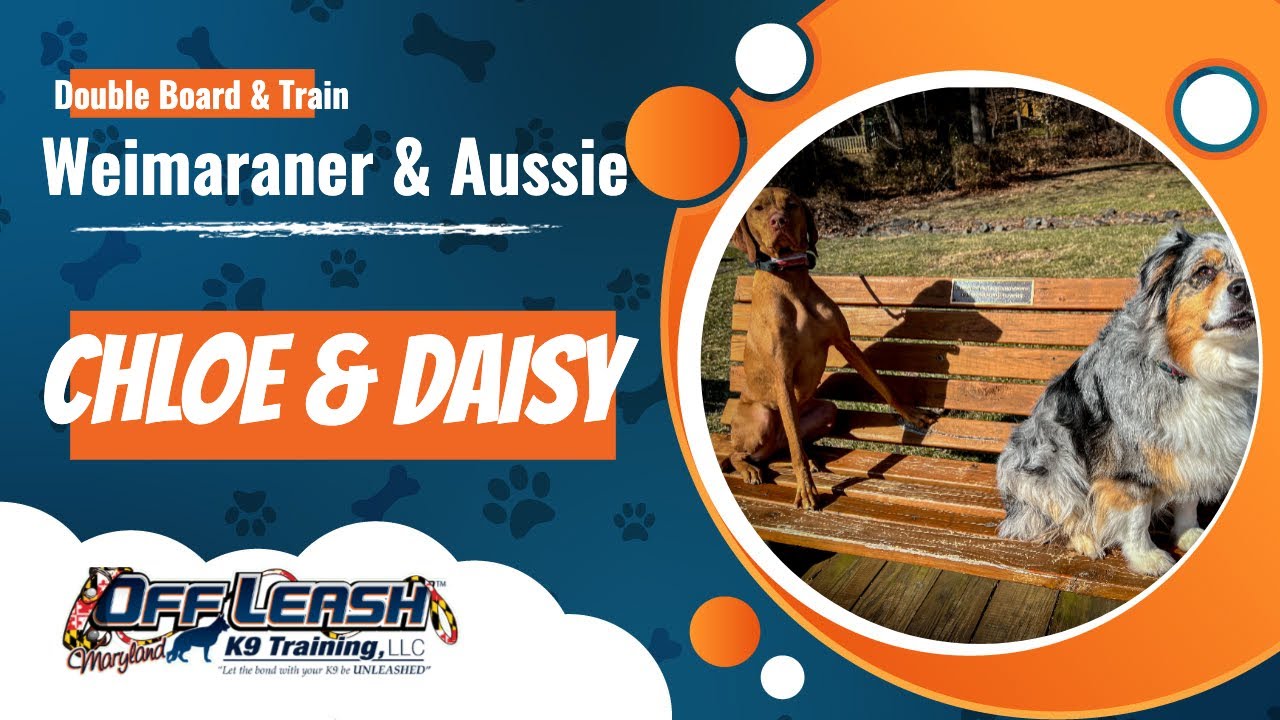 Dogs learning to live together Chloe & Daisy Off Leash K9 Training