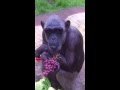 Bonus sally footage  monkey world  ape rescue centre