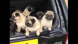 Pack Of Perky Pugs