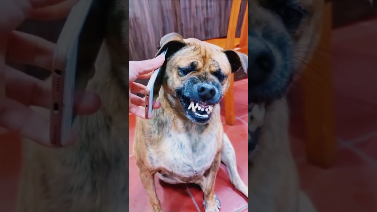 🦊🦊amazing talent 😱😱 