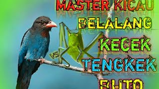 Burung Tengkek BUTO vs Walang KECEK | MANTAP untuk semua burung