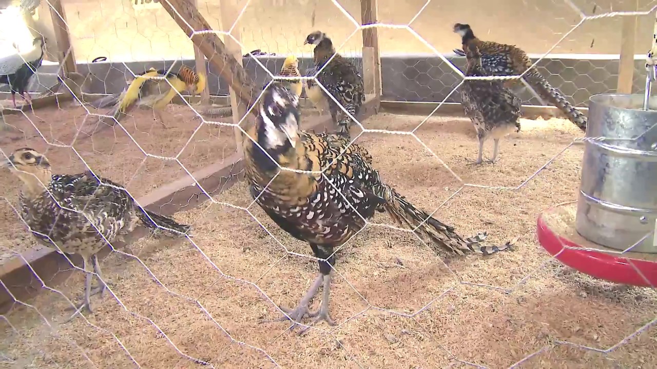 FAISÃO E PAVÃO ‹ PET TV ›