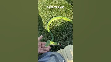 Zucchini the puppy of the green tree python world. #gtp #aru #biak #greentreepython