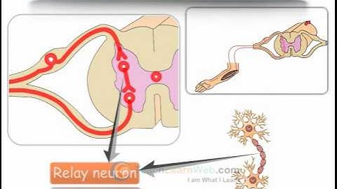 CBSE Science class 5 demo THE NERVOUS SYSTEM REFLEX ACTION