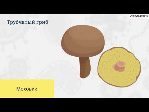 Видео: Какие 3 типа грибов похожи на простейшие?