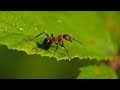 Каралева муравьв formika cunicularia