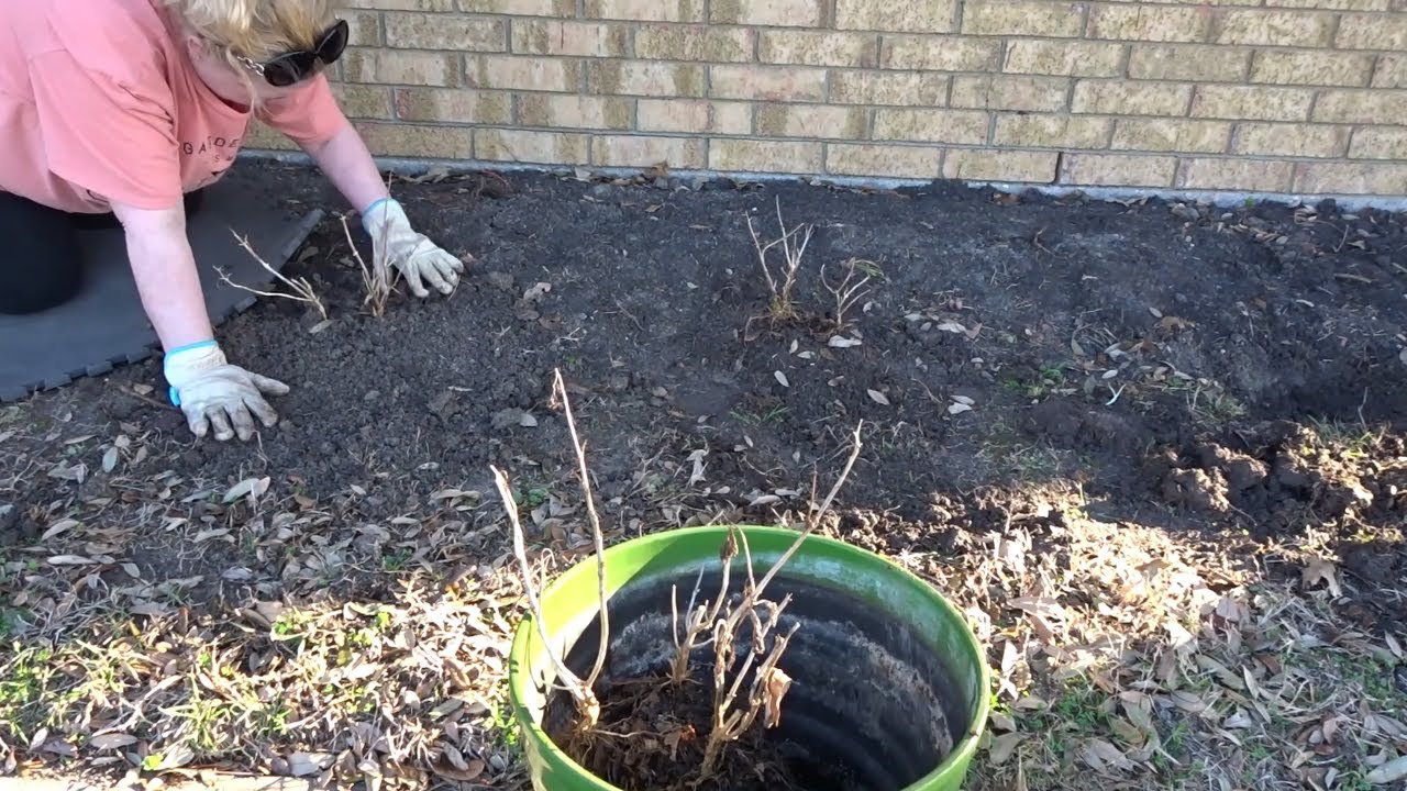 Transplanting Hydrangeas & Tulip Bulbs Update 🌷 Wendi's Garden YouTube