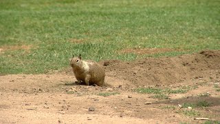 More squirrels, more problems at Bakersfield parks; city working on keeping them away