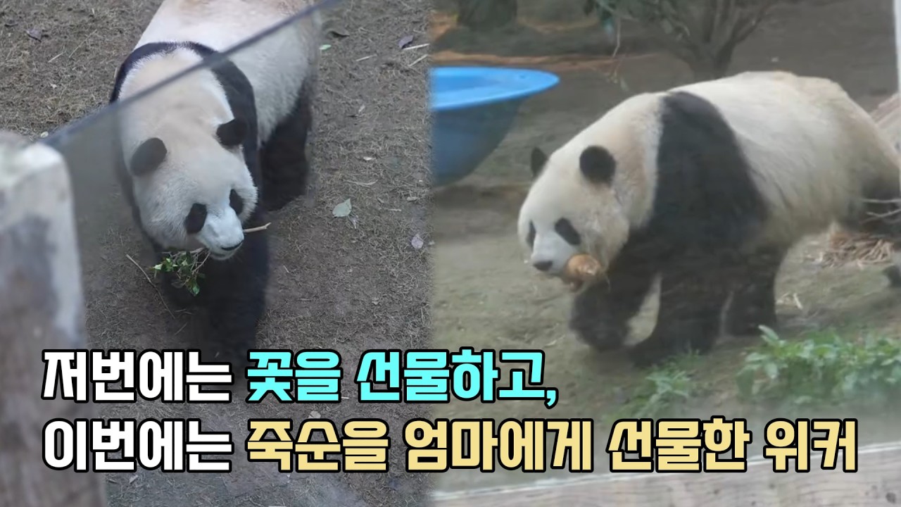 무한 감동의 도가니... 맛있는 죽순을 엄마 얼순에게 선물하는 효자 아들 위커