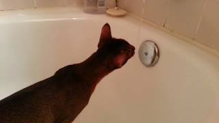 Cute Abyssian Kitten Larry drinks from the tap by LitterNose 8,979 views 8 years ago 43 seconds