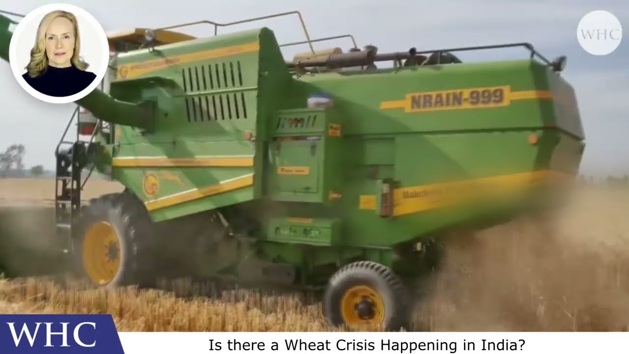 Wheat Crisis Happening in India