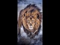 40 Best Lion Quotes Ideas And Photos