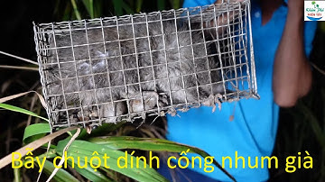 797 | Bẫy chuột theo đường mòn dính toàn cống nhum | mouse