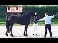 Will she be a Ster⭐ mare or not? Lina&#39;s inspection! | Friesian Horses