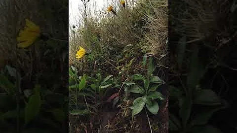 Jaké jsou houby v trávníku?