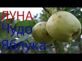 4K.Сорт яблук Луна.