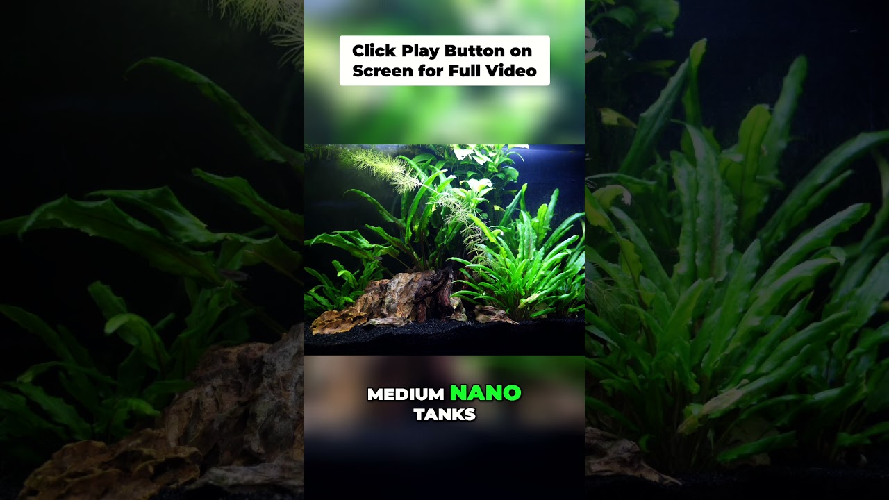 Medium Nano Tanks: Perfect Size & Plant Choices!