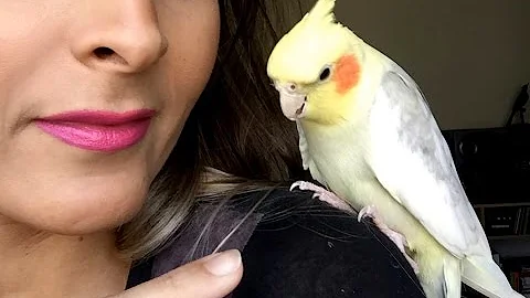 Pode cortar a unha do calopsita?