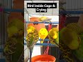 Australian Colorful Birds in Love 💕 | Chirpy Clash & Cage Visit 🐦 | Budgie Crying Moments