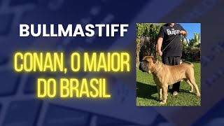 O MAIOR Bullmastiff do Brasil