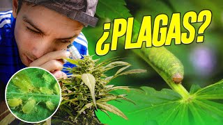 Las PLAGAS más comunes en el cultivo de Cannabis